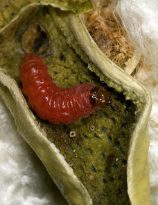 A pink bollworm caterpillar emerges after devouring the seeds within a cotton boll. This devastating pest quickly evolved resistance to genetically modified cotton in India, but not in the Southwestern United States where a coordinated resistance management program has been in place since the biotech crop was introduced in 1996. (Photo: Alex Yelich/The University of Arizona) A pink bollworm caterpillar emerges after devouring the seeds within a cotton boll. This devastating pest quickly evolved resistance to genetically modified cotton in India, but not in the Southwestern United States where a coordinated resistance management program has been in place since the biotech crop was introduced in 1996. (Photo: Alex Yelich/The University of Arizona)